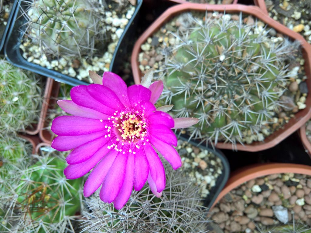 Acanthocalycium brevispinum